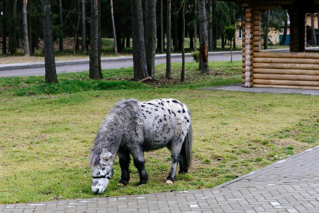 Hotel Baza otdykha Chaika Zhodzina Zewnętrze zdjęcie